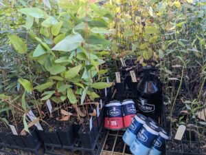 Cans and growler amongst tubestock plants